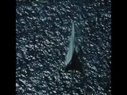 SYND 23 08 74 START OF THE FIRST OF ELIMINATION RACES FOR AMERICAN CUP AT NEWPORT, RHODE ISLAND News Clip