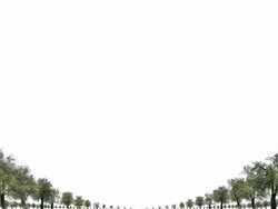 OLD PEAR TREES: MID/FAR - MOVING IN. WHITE BACK (loop) Stock Footage