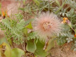 MS ZI Shot of Feathered pink blossomed wild flower growing close to ground and surrounded by orange daisies / Namaqualand, Northern Cape, South Africa Stock Footage