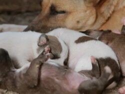 Puppies sleeping wth mother Stock Footage
