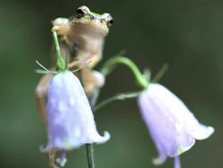Frog Hanging On Stock Footage