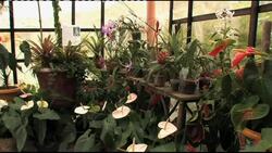 Natural home for more than 1,000  orchids News Clip