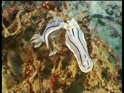 MS Pair of Sea Slugs, C. willani, on coral, high angle, Mabul, Borneo, Malaysia Stock Footage