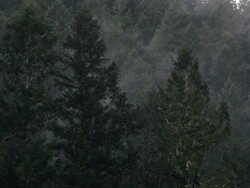 PNW Pinetrees Stock Footage