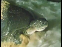 Ascension island and Central East Atlantic, adult Green Sea Turtle (Chelonia mydas) entering the sea at night. Stock Footage