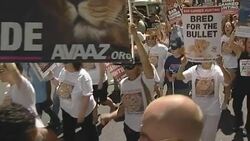 VOICED : Protesta mundial contra caza de leones News Clip