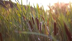 Scenic rural landscape with typha latiopia Stock Footage