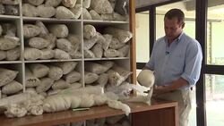 VOICED : De las ovejas a coches de lujo Uruguay pone a viajar su lana News Clip