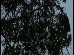 Liontail macaque, Macaca silenus, silhouetted macaques jumping from tree to tree, high speed, Western Ghats, India Stock Footage