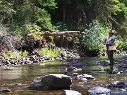 Fly fishing in forest stream Stock Footage