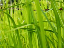 HD DOLLY: Barbed Wire in nature Stock Footage