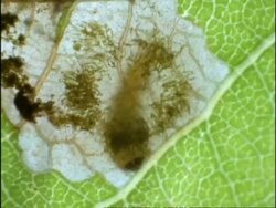 Time lapse - CU Leaf Mining Caterpillar cutting disc from leaf, UK Stock Footage