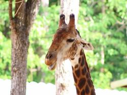 close up head giraffe Stock Footage