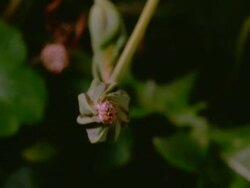 Time lapse - BCU High angle, Jack Go To Bed seed head opening, England Stock Footage
