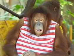 Two orangutan eating ice cream. Stock Footage