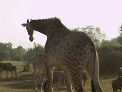 WS PAN Giraffe, Zebra and wildebeest / Johannasburg, South Africa Stock Footage