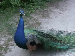Peafowl 3-15: HD 1080/60i Stock Footage