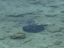 Sting Ray Stock Footage