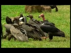 Pair of King vultures (Sarcogyps calvus) feeding on carcass - critically endangered species, Nagarahole, Southern India Stock Footage