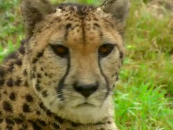 CU Head of adult Cheetah looking around / Safari de Peaugres, France Stock Footage