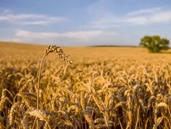 WS DS Wheat Ear Against Solitary Tree Stock Footage