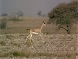 WA Arabian gazelles, Gazella arabica, running over desert, pan right, high speed, Jiddat al Harasis desert, Oman Stock Footage