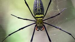 Golden Orb Spider Stock Footage