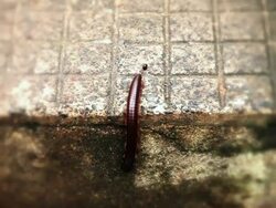 CU Shot of Millipede at Kailasagiri Park / Visakhapatnam, Andhra Pradesh, India Stock Footage