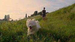 SLO MO Woman Running With Dog Stock Footage