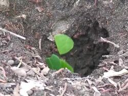 Group of worker Atta ants Stock Footage