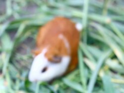 Guinea Pig Stock Footage