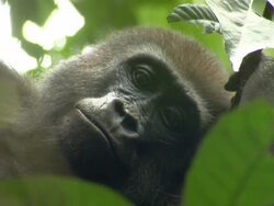  CU Face of Western Lowland Gorilla looking around surrounded by leaves / Dzangha-Sangha National Park, Central African Republic Stock Footage