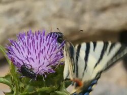 close-up of a beautiful butterfly Stock Footage
