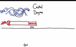 The Central Dogma: Transcription and Translation Instructional Video