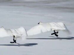 MS TS Shot of trumpter swans taking off from frozen river / Tetons, Wyoming, United States Stock Footage