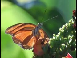 CU orange butterfly on flower, Amazon, South America Stock Footage