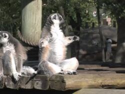 Lemur Be Your Friend Stock Footage