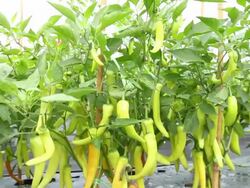 green pepper plant in field agriculture HD. Stock Footage