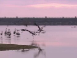Common Cranes (Grus grus) Leaving roost on Lake Cubillar, Caceres Province in Extremadura, Spain Stock Footage