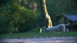 Poor skinny dog Stock Footage
