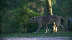 Poor skinny dog Stock Footage