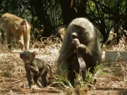 Baboon (Papio sp.) female and cub eating seeds, Lake Manyara, Tanzania Stock Footage
