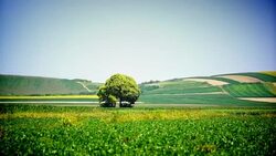 Summer landscape. Stock Footage