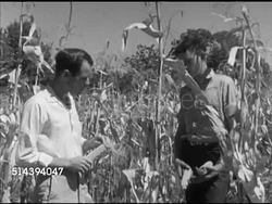 1952: LABETTE COUNTY AGRICULTURAL STUDENTS: VS Labette County High School student Warren Slater riding tractor, planting seeds w/ plough (plow) (winter wheat), inspector & Slater checking corn stalks, talking about harvest & grade (SOT). Kansas, KS Instructional Video