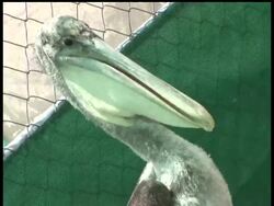 Among the thousands of animals rescued from the oil spill in the Gulf of Mexico, hundreds of juvenile pelicans and sea turtles. As AP's Haven Daley reports, nursing these baby animals back to health can prove to be especially challenging. News Clip