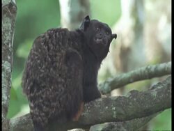 CU Golden-handed tamarin eating, turns away from camera, South America Stock Footage