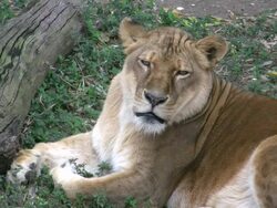 Lioness at rest Stock Footage