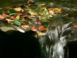 HD 1080i Stream over Rocks with Leaves Stock Footage
