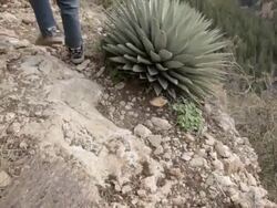 WS TU Hikers and Agave plant on trail in Oak Creek Canyon / Oak Creek, Arizona, USA Stock Footage