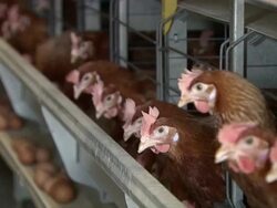 MS RF Shot of Chicken farm / Anseong, Gyeonggi-do, South Korea Stock Footage